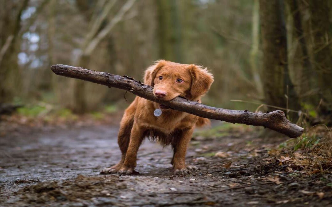 Pet Tag QR Code for Your Dog Collars and Cat Tags